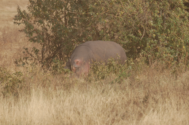 Illustration for article titled Out of Africa. Hungry Hungry Hippos.